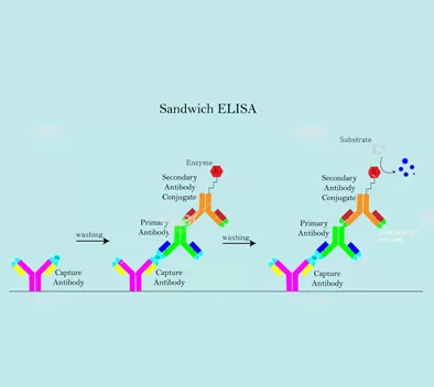 Operasi Hotgen's Procedures of Enzyme-linke Immunosorbent Assay (ELISA)